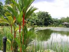 Photo du Jardin Botanique de Singapour