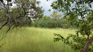 Parc national de la Comoé