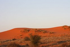 Parc transfrontalier de Kgalagadi