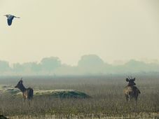 Parc national de Keoladeo