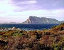 Photo de l'Île de Tavolara