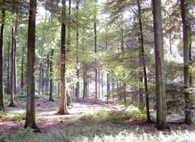 Photo de la Forêt de Soignes