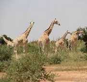 Photo de Kour&eacute;