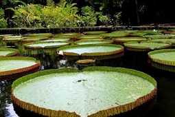 Jardin de Pamplemousses