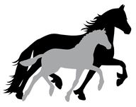 sports &eacute;questres