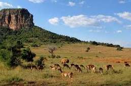 Photo du Parc national du Limpopo