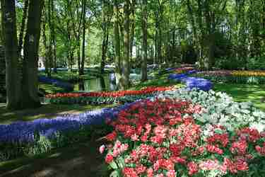 Photo du Keukenhof