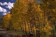For&ecirc;t en automne