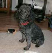 C'&eacute;tait le brave Praline notre caniche