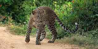 Parc national de Yala