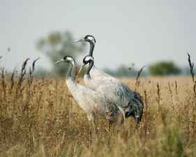 Parc national de Hortob&aacute;gy