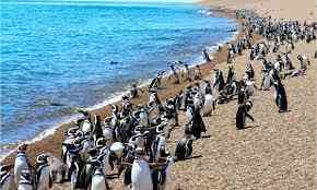 Photo de la P&eacute;ninsule de Vald&eacute;s