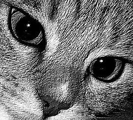 Cl&eacute;o par Jo&euml;lle Ginoux-Duvivier