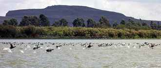 Lac Naivasha