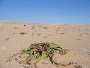 Photo du Désert du Namib