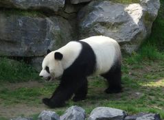 panda de Pairi Daiza