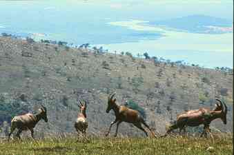 Parc national de l'Akagera